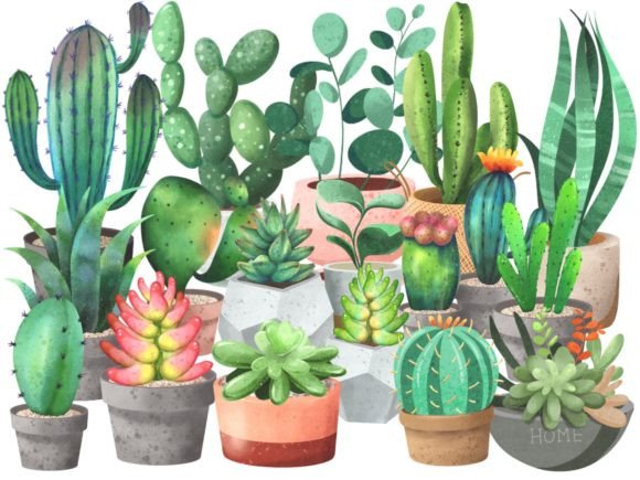 Cactus Garden Watercolor Clipart: Illustrations for Branding