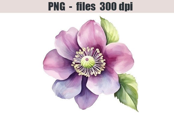 Hellebore Flower Watercolor Clipart for Illustrations